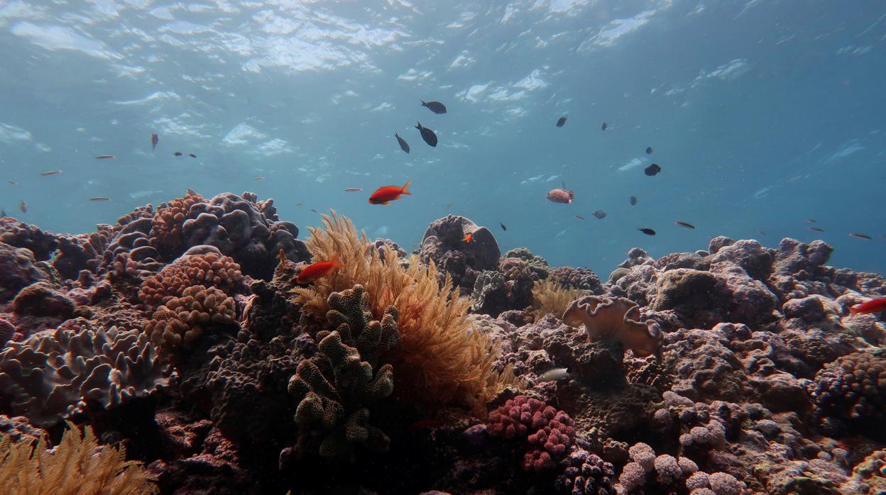 La Gran Barrera de Coral australiana