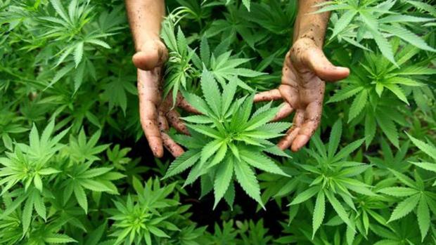 La ONU reconoce oficialmente las propiedades medicinales del cannabis