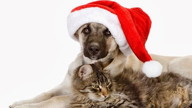 Electricista pasta Magnético La mitad de los perros que se regalan en Navidad terminan siendo abandonados