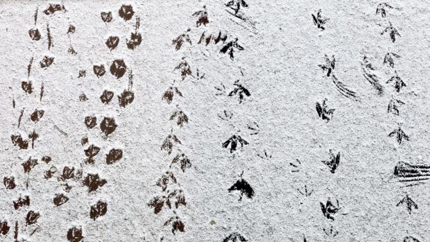 Madrid en silencio: las aves migran o mueren por la falta de alimento