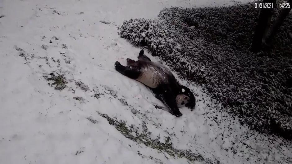 Vea el divertido vídeo de dos pandas disfrutando de la nieve en el Zoo nacional de Washington