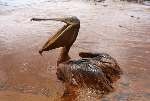 Consecuencias de la explosión de la DeepWater Horizon