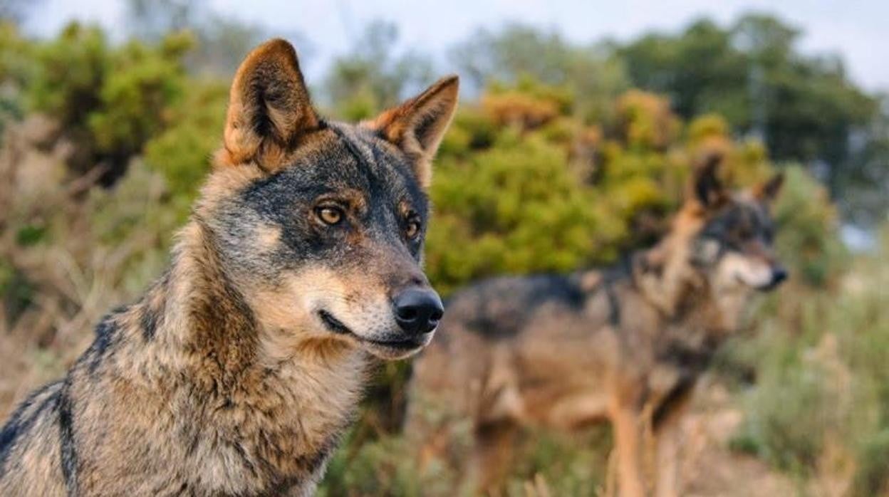 España prohibirá la caza del lobo en todo su territorio