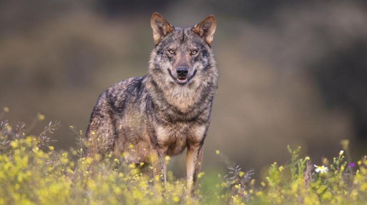 España prohibirá la caza del lobo en todo el territorio