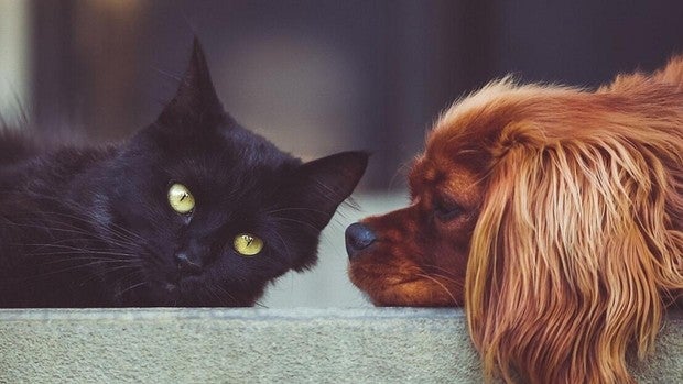 ¿Por qué se hacen pruebas PCR a gatos y perros?