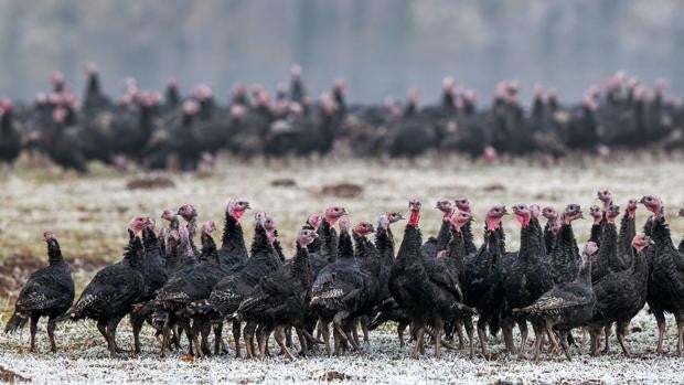 Detectados en Rusia siete casos de una gripe aviar nueva tras saltar de aves a humanos por primera vez