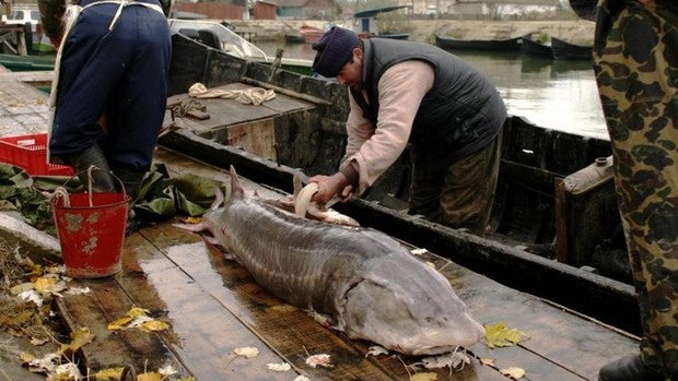 Los peces de agua dulce sufren un declive «catastrófico» en los últimos 50 años