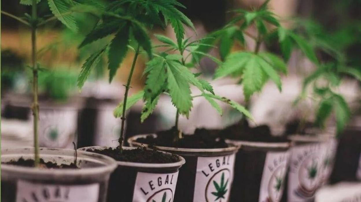 Plantas de marihuana