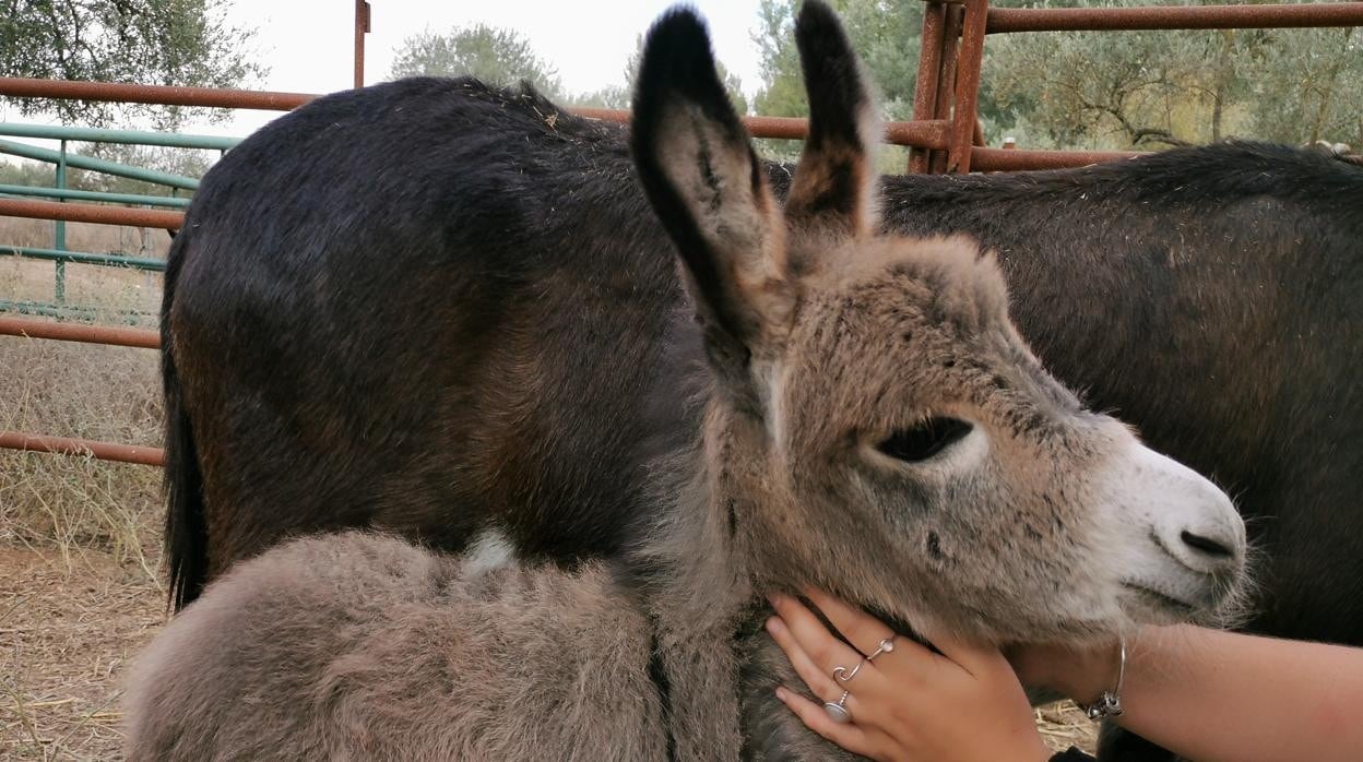 Terapias anti-Covid para los sanitarios: el secreto está en el burro