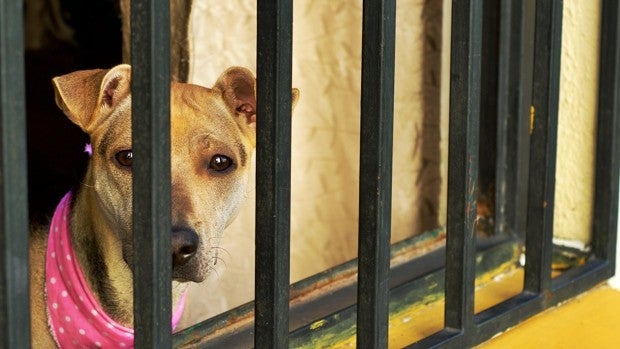 Detenido por intentar ahorcar a un perro con una correa y romperle las patas traseras