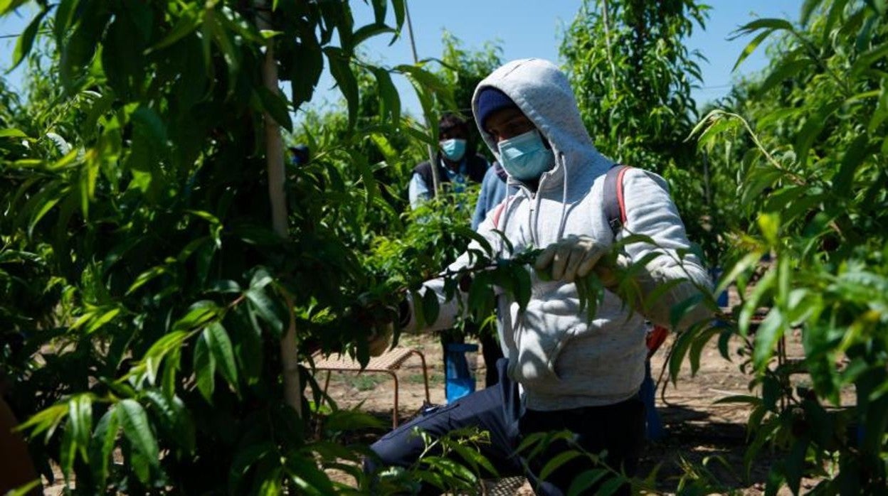 Temporeros: El preludio de un nuevo caos sanitario y humanitario