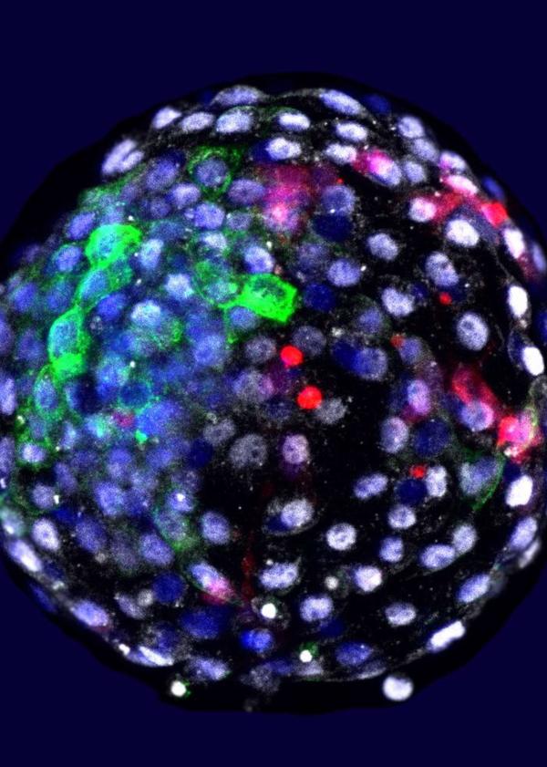 El resultado al microscopio del experimento fueron tres embriones de unas 10.000 células con un 7 por ciento de material genético humano
