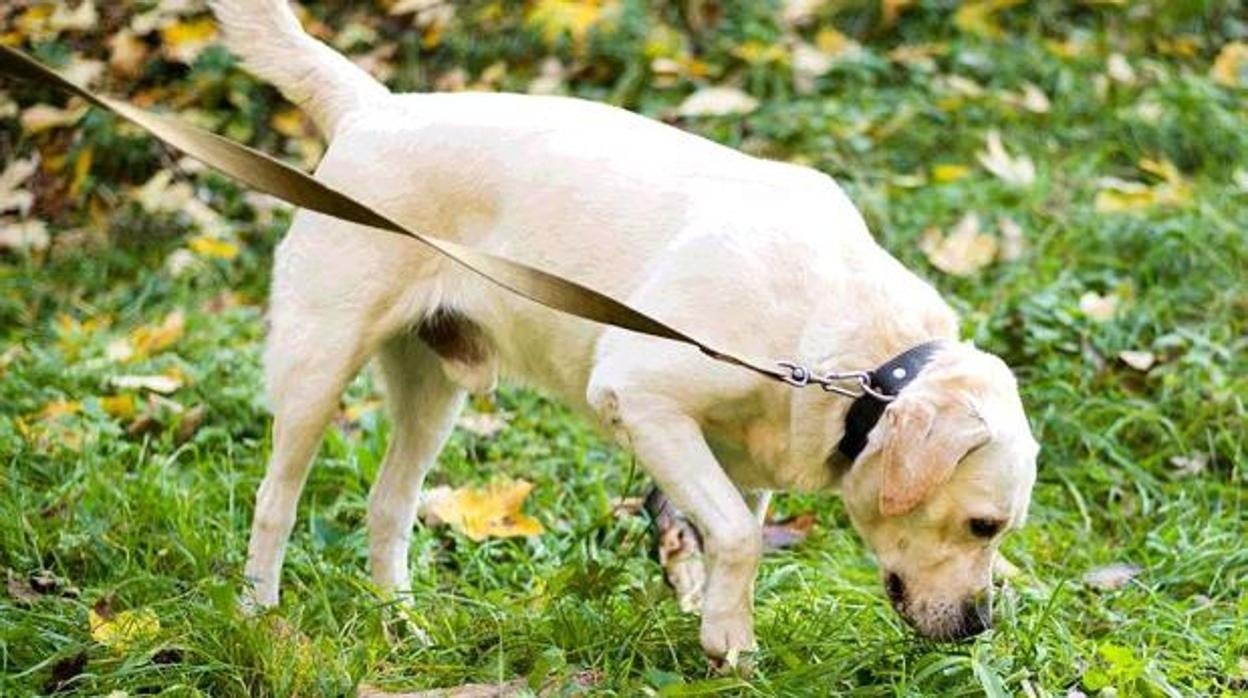 Esterilizar a la mascotas o no esterilizar, esa es la cuestión