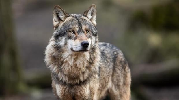 El Gobierno fija en el 25 de septiembre la fecha 'tope' para acabar con la caza del lobo