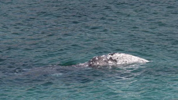 Pierden la pista de la ballena gris del Pacífico encontrada el jueves en Mallorca