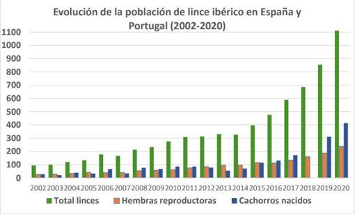 El lince ibérico supera el millar de ejemplares por primera vez en veinte años