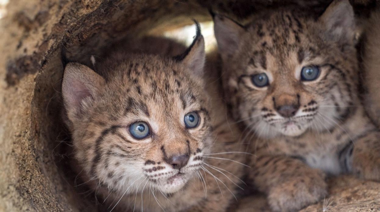 Dos linces nacidos en El Acebuche