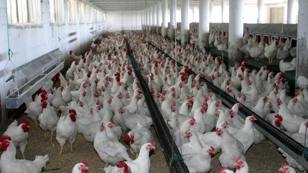 China detecta el primer contagio humano de un virus de la gripe aviar