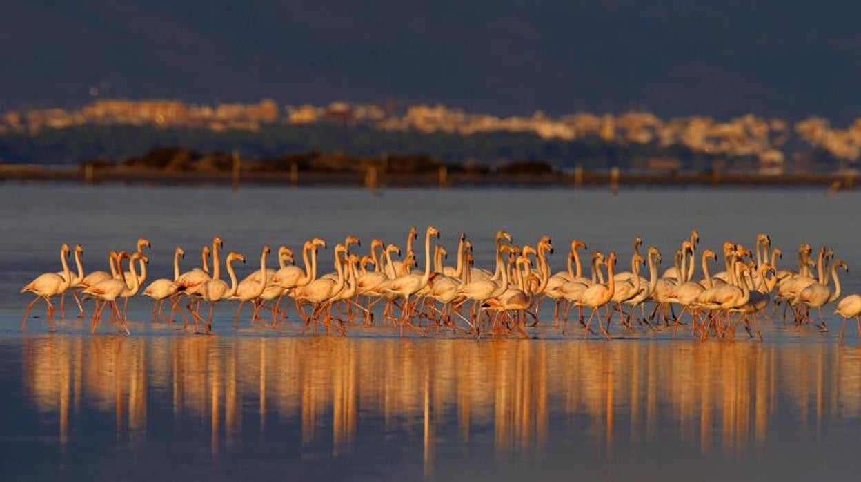 Flamencos en el Delta del Ebro