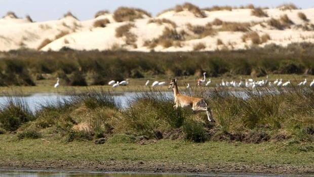 La Justicia europea condena a España por no proteger Doñana