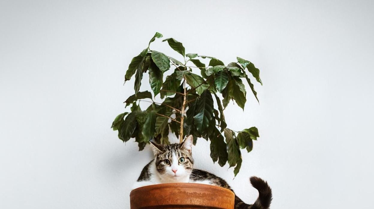 Algunas plantas son tóxicas para las mascotas