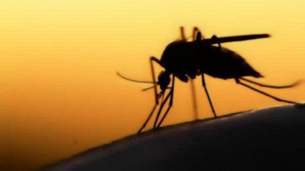 La OMS certifica que China está libre de malaria