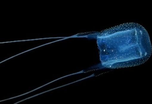 Medusa 'Carybdea marsupialis', comunmente conocida como avispa de mar