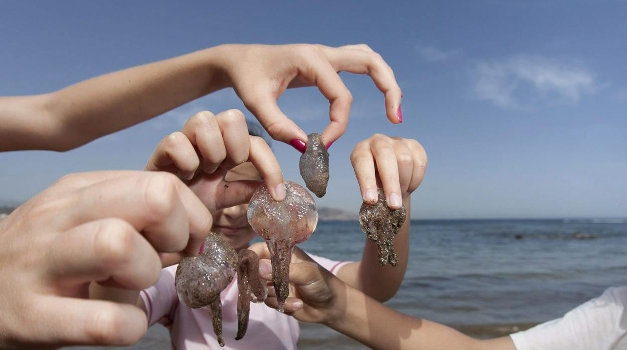 Medusas en las playa