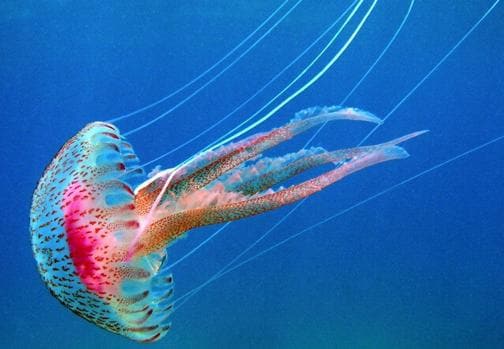 Medusa 'Pelagia noctiluca', una de las más representativas del Mar Mediterráneo