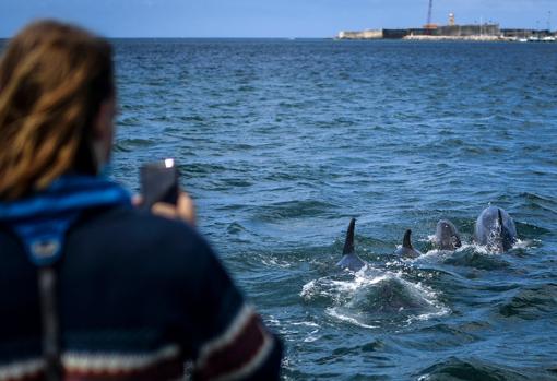 Los delfines han regresado, por las restricciones pandémicas, a zonas de las que la actividad humana les había expulsado