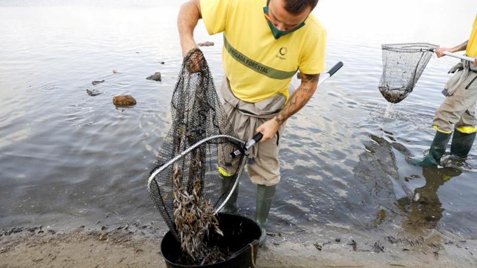 El mar Menor sufre su peor crisis tras recoger más de 4.500 kilos de peces muertos en una semana