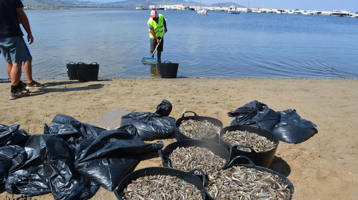 Ya se han extraído más de cinco toneladas de peces muertos del mar Menor