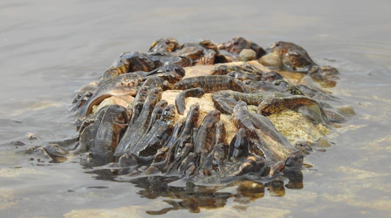 La batalla política lastra la resolución de la crisis ambiental en el mar Menor
