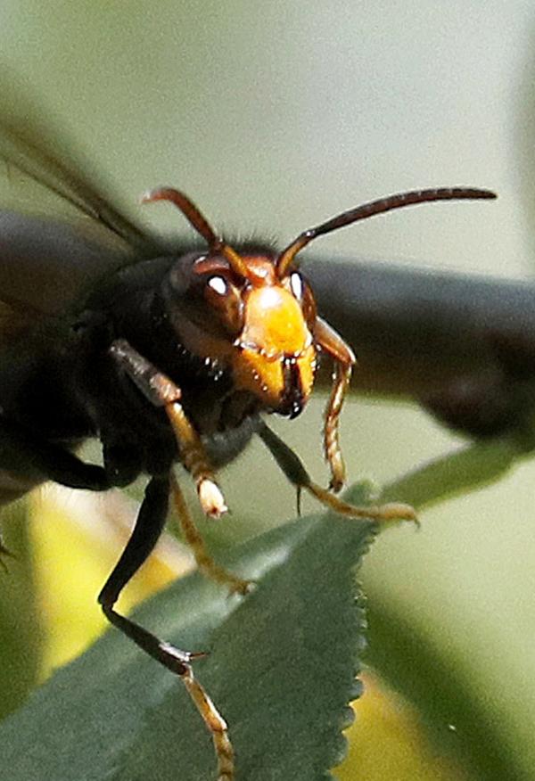 La avispa asiática no solo puede matar a una persona, sino también destruir el ecosistema