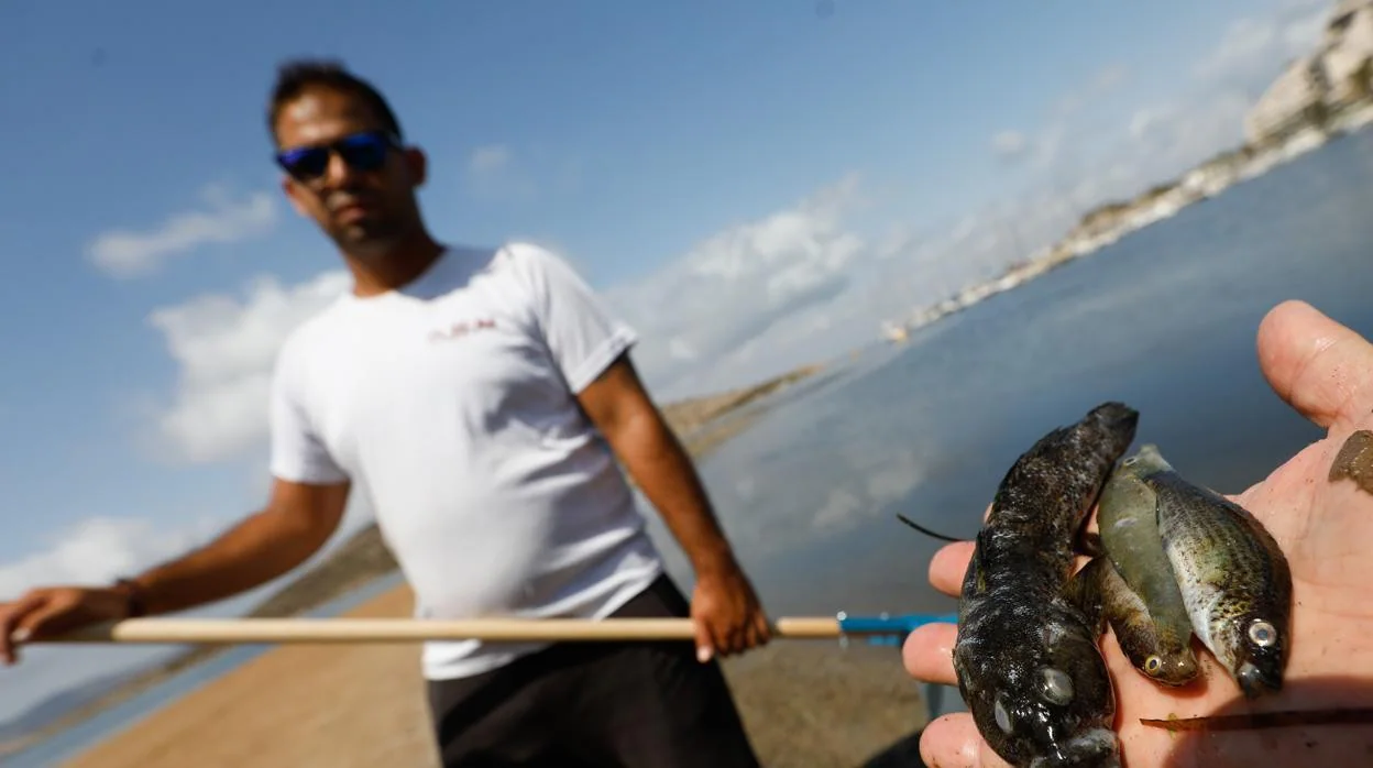 Una persona muestra varios ejemplares de peces muertos que han aparecido en varias zonas del Mar Menor