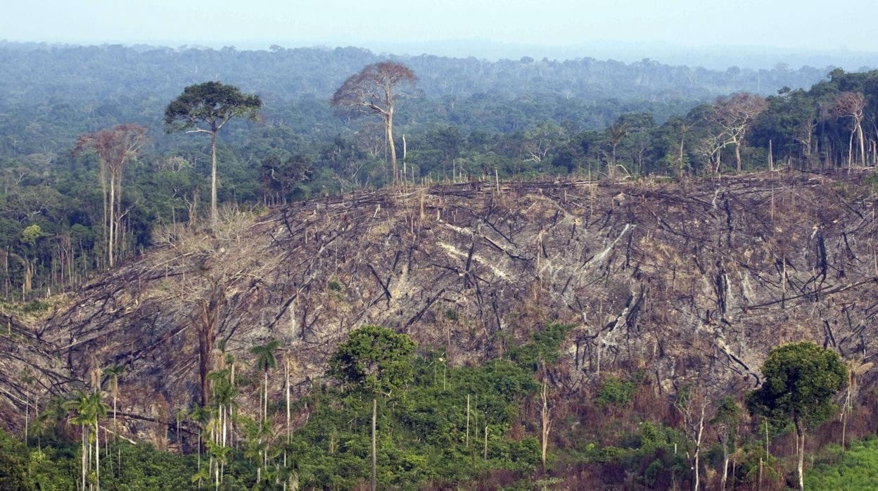 Sector de la selva amazónica, en el estado de Pará, en el norte de Brasil, deforestado ilegalmente.