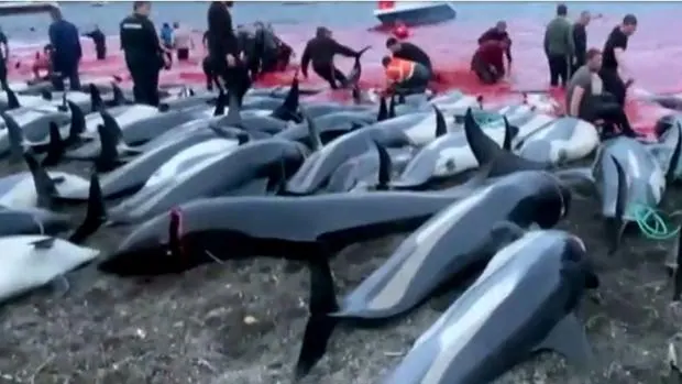 Masacre de más de 1.400 delfines en una cacería en las Islas Feroe