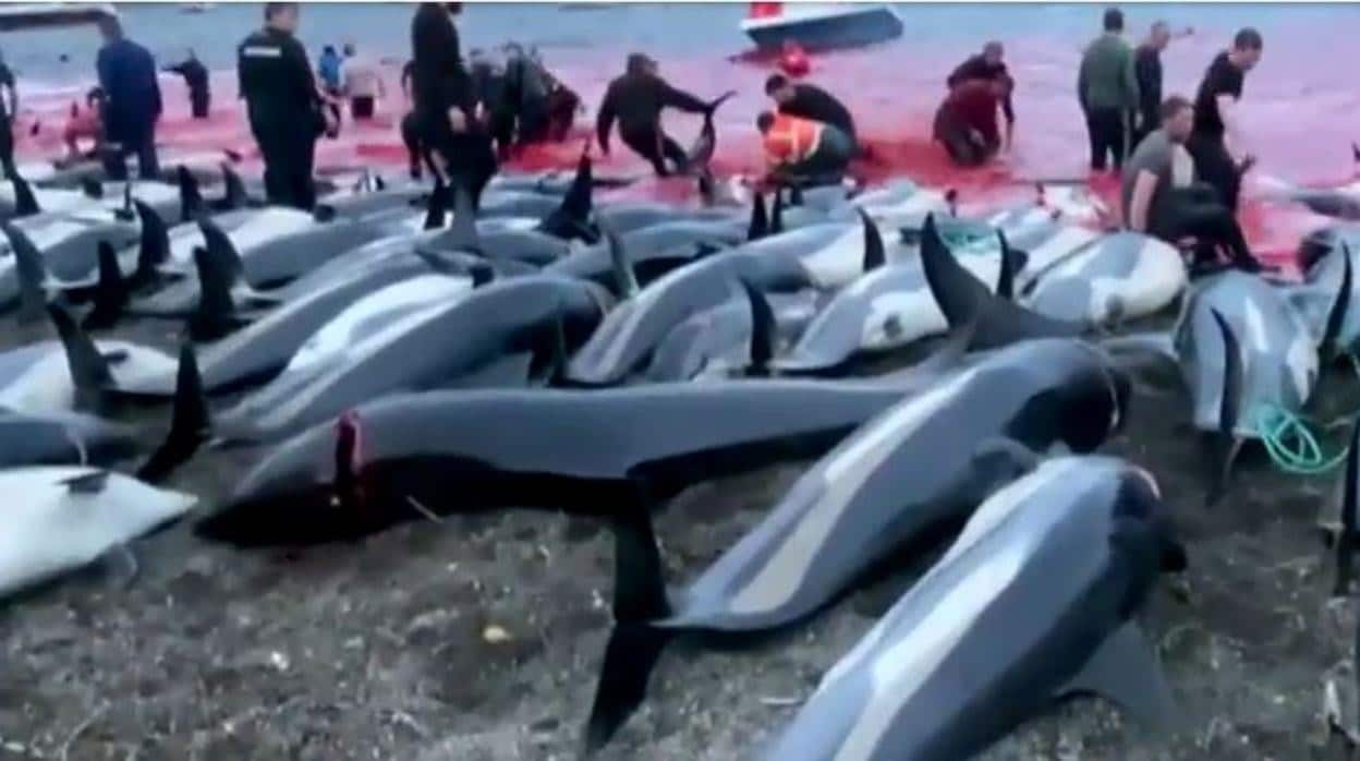 Masacre de más de 1.400 delfines en una cacería en las Islas Feroe