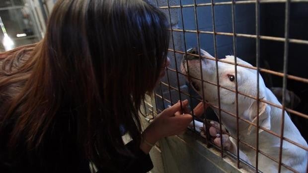 Los perros no podrán considerarse peligrosos solo por su raza