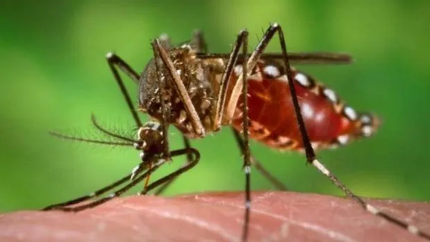 La OMS confirma un brote de Zika en un estado de la India