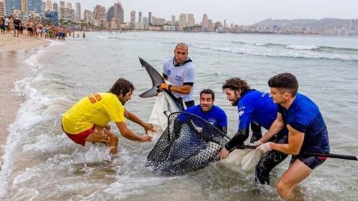 Captura de la tintorera hallada en la playa de Benidorm