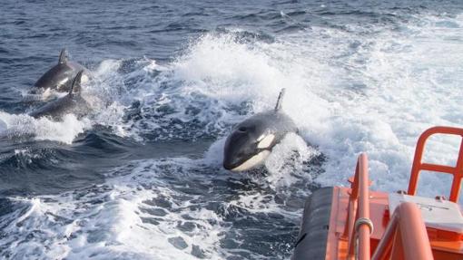 Varias orcas persiguen a una embarcación de Salvamento Marítimo