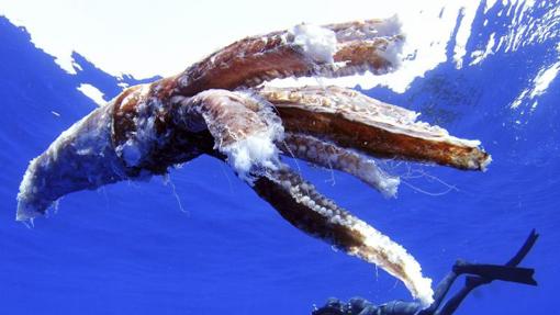 Restos de un calamar gigante localizados en aguas del sur de Tenerife