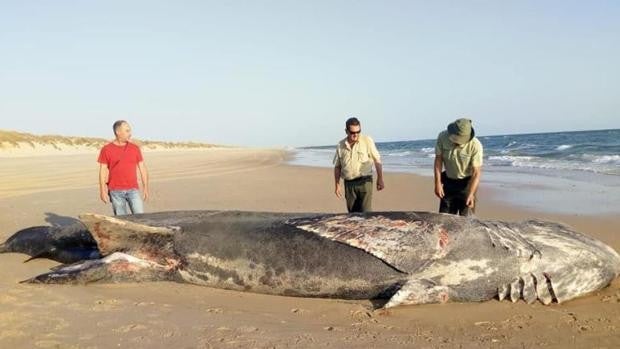 Tiburones, orcas o siluros: así son los animales más monstruosos hallados en las aguas españolas