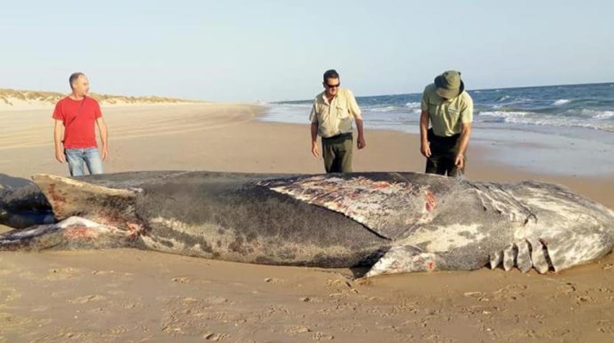 Un tiburón peregrino de unos nueve metros hallado muerto en la playa de Doñana