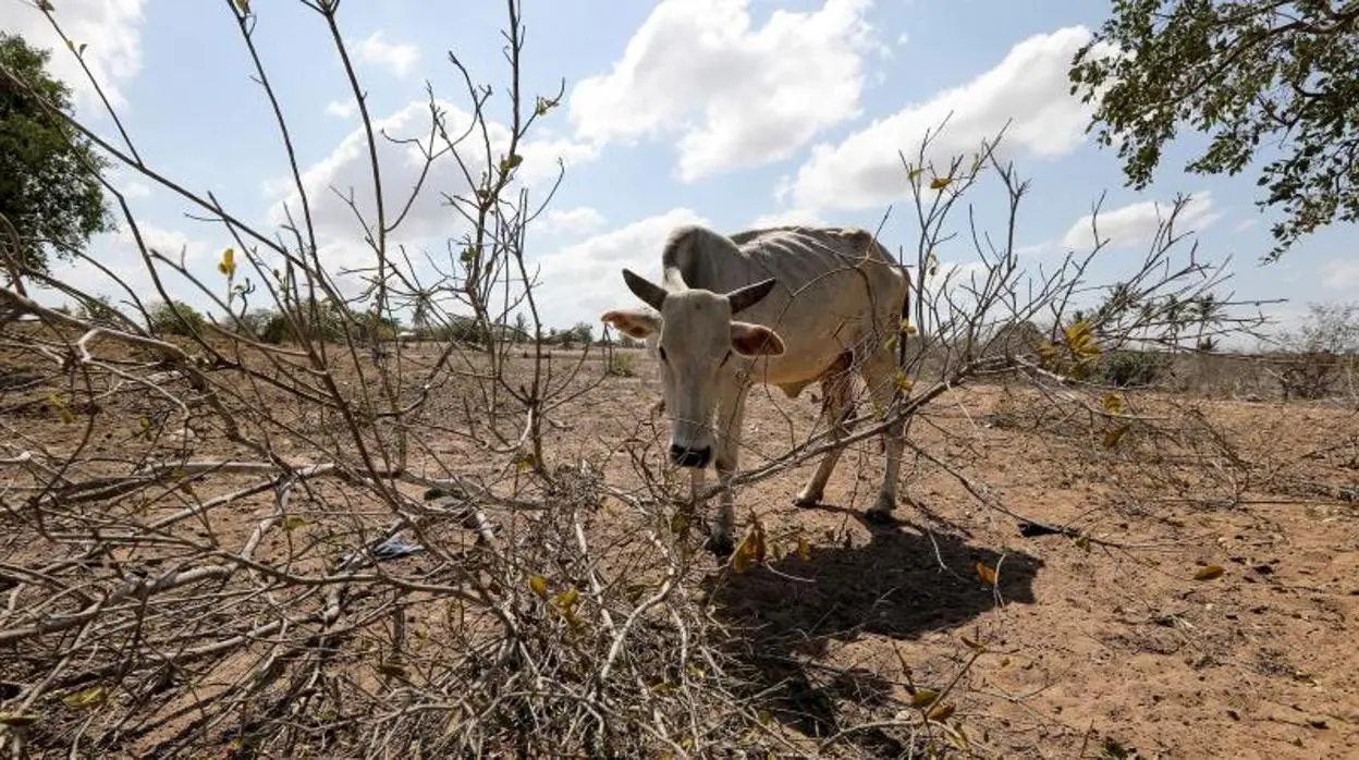 Sequía en Kenia
