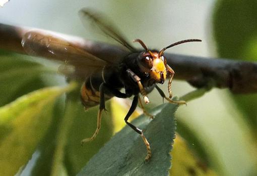 Aspecto de la avispa asiática