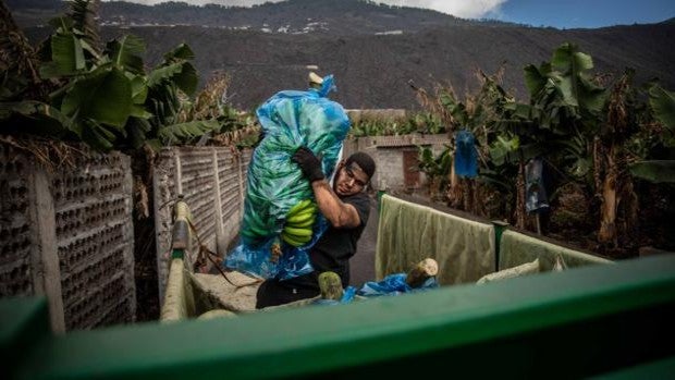 Entra en vigor un trato favorable de un año a la venta de plátanos de La Palma dañados por la ceniza