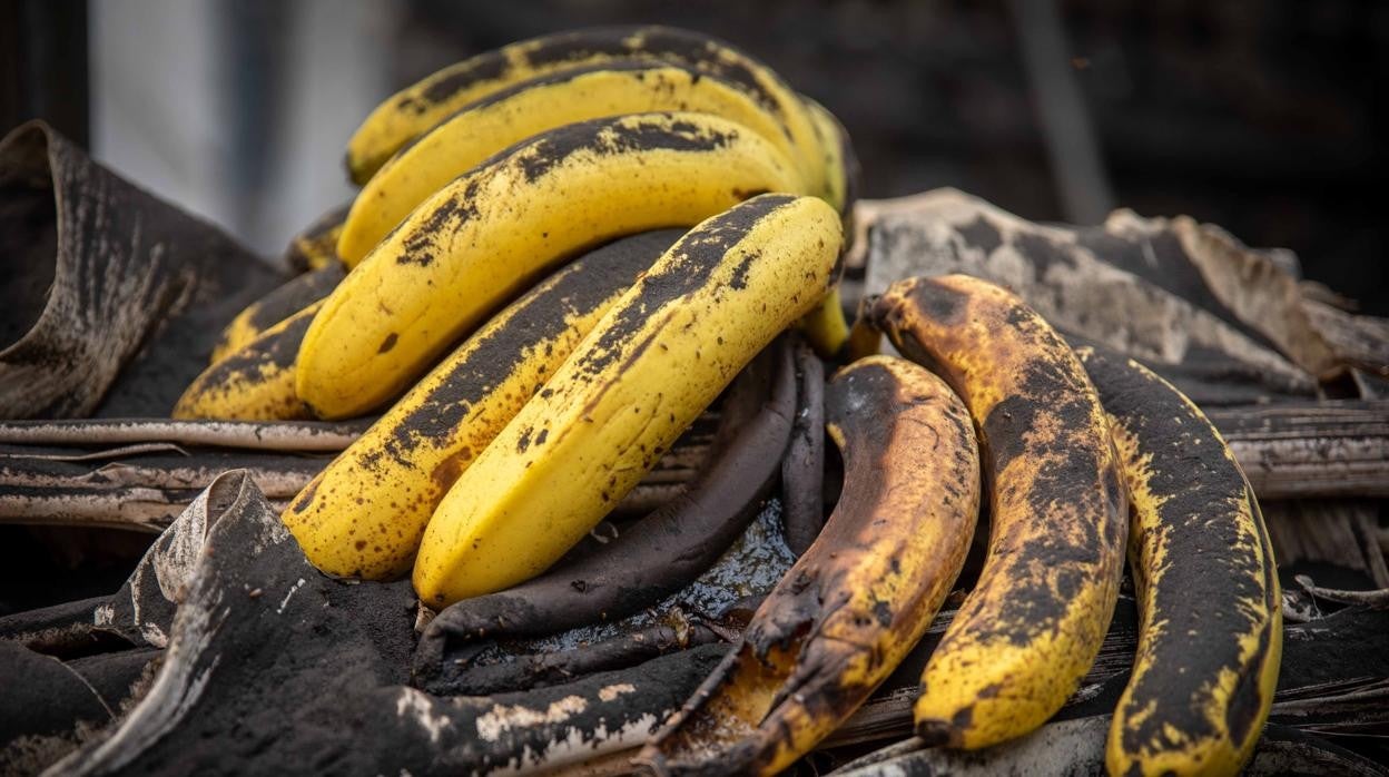 Recogida de plátanos en Fuencaliente (La Palma)