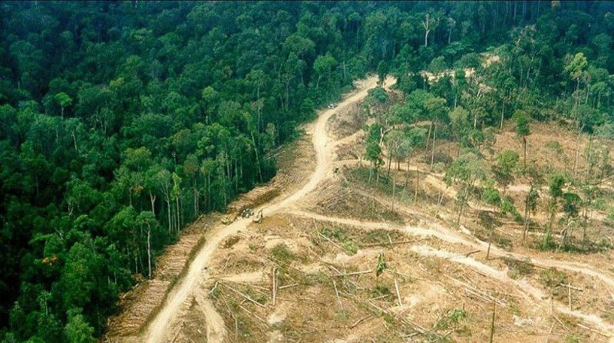 Deforestación en Indonesia